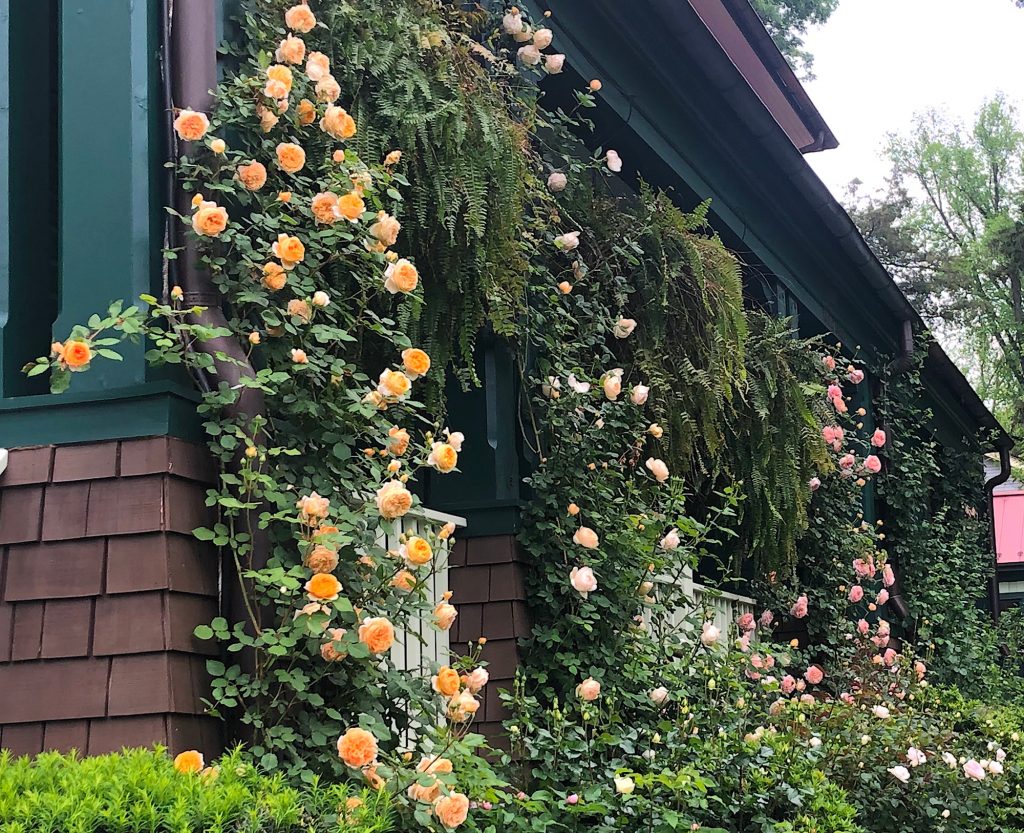 These old-fashioned English climbing  roses are bred by David Austin and include Crown Princess Margareta, Wollerton Old Hall, and Abraham Darby. Photo courtesy of Eric Michael and Craig Kruger.