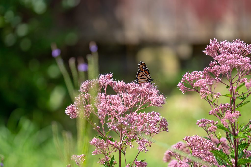 Joe Rye Flowers The High-Heeled Gardener | The Star Power of Joe Pye – Annapolis Home ...